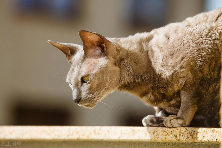 一只埃及猫从佛山专车托运回九江的案例分享