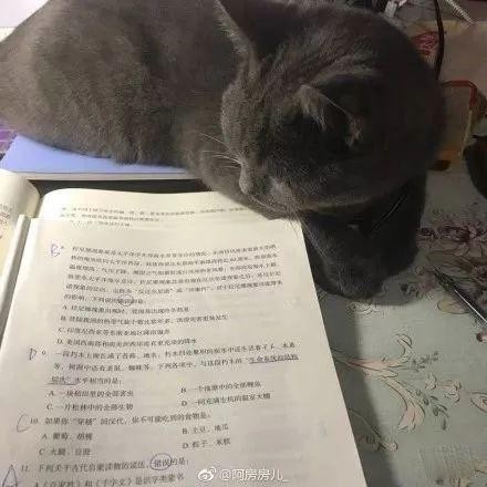 路上偶遇一只自力更生的猫竟然自己在赚猫粮钱了