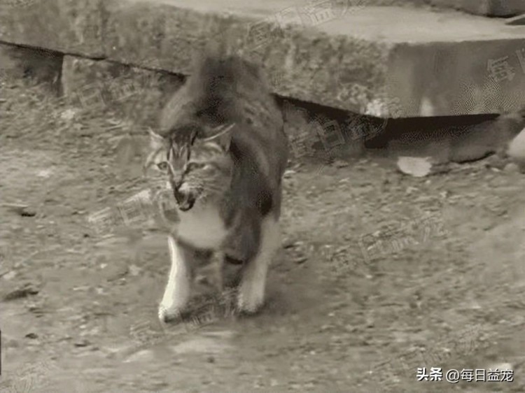 猫妈妈把小鹅当孩子为保护它不惜和大狗拼命双向奔赴的爱