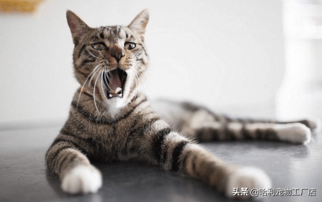 这些方面表明，你的猫不高兴，养猫的人你知道吗？