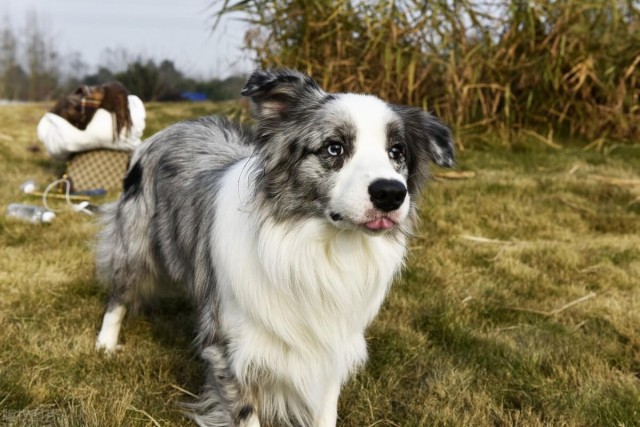 狗世界智商状元？带您了解边境牧羊犬品种的故事！