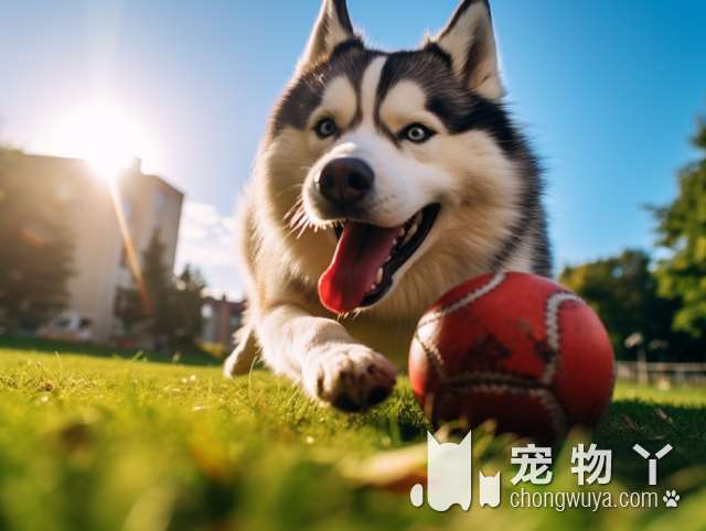 标准比熊犬的体重是多少？