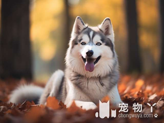 快讯｜绵阳：遛犬必须系绳链，市场医院饭店学校禁入