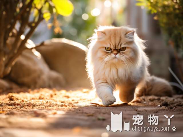 波斯猫和暹罗猫是一种吗？